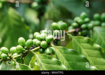Grüne Kaffeebohnen auf Baum im Garten Stockfoto