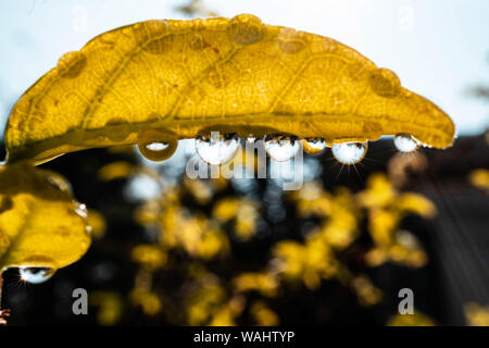 Wassertropfen auf den Blättern mit funkelnden Stockfoto