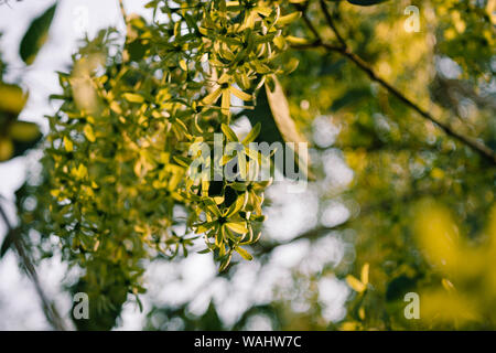 Grüne Petrea Volubilis, Lila wrealth oder sandpapier Weinstock Blumen Stockfoto