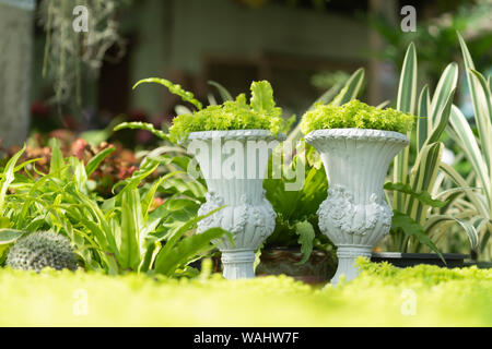 Grünen Topfpflanzen im Garten Stockfoto