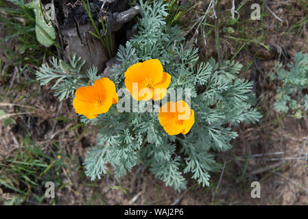 Orange Mohn Blumen wachsen im Sand Stockfoto
