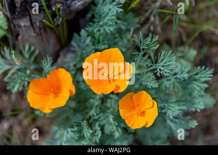 Orange Mohn Blumen wachsen im Sand Stockfoto