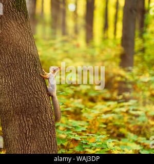 Neugierig Eichhörnchen auf einem Baum in den Wald auf dem Hintergrund der leuchtend gelbe Laub, Kopie Raum Stockfoto