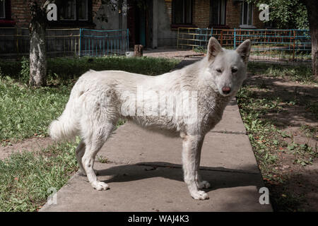 Traurig einsam Hund luying an einem heißen Tag im Hinterhof Stockfoto