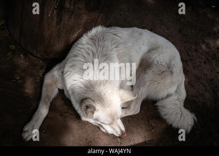 Traurig einsam Hund luying an einem heißen Tag im Hinterhof Stockfoto