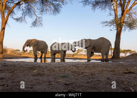 Afrika, Botswana, Senyati Safari Camp. Elefanten Trinken von Wasser Loch. Kredit als: Wendy Kaveney/Jaynes Galerie/DanitaDelimont.com Stockfoto