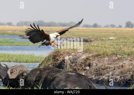 Afrika, Botswana, Chobe National Park. Fish Eagle Landing und Kaffernbüffel im Fluss. Kredit als: Wendy Kaveney/Jaynes Galerie/DanitaDelimont.com Stockfoto
