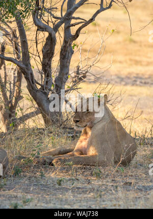 Afrika, Botswana, Chobe National Park. Löwin im Baum Schatten ausruhen. Kredit als: Wendy Kaveney/Jaynes Galerie/DanitaDelimont.com Stockfoto
