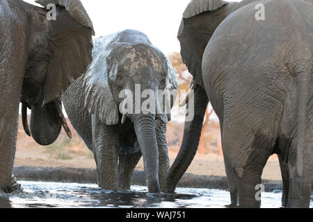 Afrika, Botswana, Senyati Safari Camp. Elefanten am Wasserloch. Kredit als: Wendy Kaveney/Jaynes Galerie/DanitaDelimont.com Stockfoto