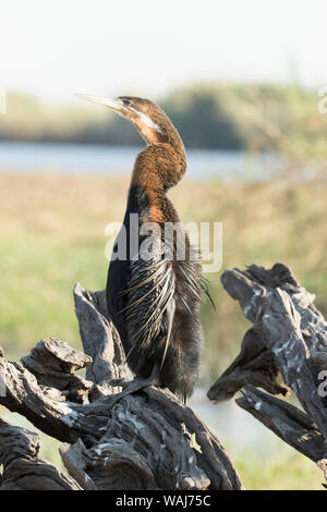 Afrika, Botswana, Chobe National Park. Afrikanische darter Vogel auf baumstumpf. Kredit als: Wendy Kaveney/Jaynes Galerie/DanitaDelimont.com Stockfoto