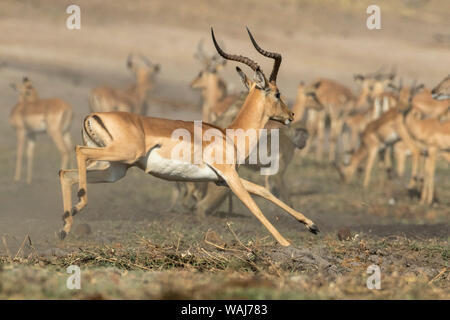Afrika, Botswana, Chobe National Park. Ausführen von impala. Aepyceros melampus Credit als: Wendy Kaveney/Jaynes Galerie/DanitaDelimont.com Stockfoto