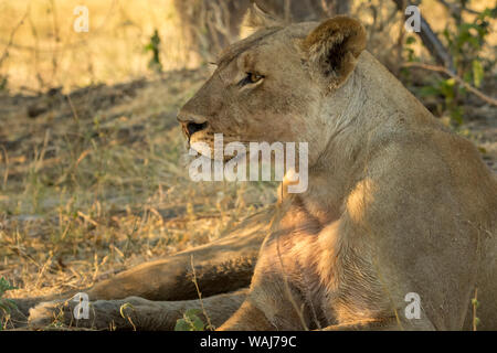 Afrika, Botswana, Chobe National Park. Ein Profil Porträt einer Löwin im späten Nachmittag Licht. Kredit als: Wendy Kaveney/Jaynes Galerie/DanitaDelimont.com Stockfoto