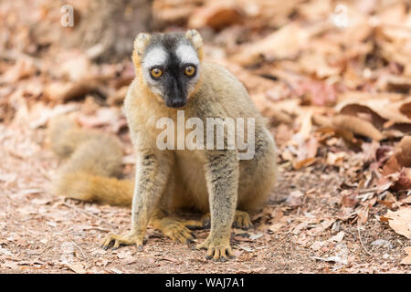 Afrika, Madagaskar, Kirindy Wald. Portrait einer weiblichen Red-fronted Braun lemur (Eulemur rufifrons) auf dem Boden. Stockfoto