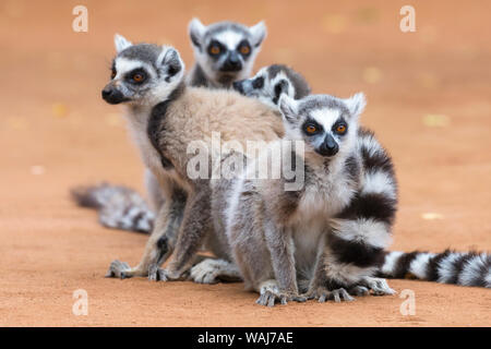 Afrika, Madagaskar, Amboasary, Berenty finden. Eine Gruppe Kattas huddle zusammen für Wärme in den frühen Morgenstunden Chill. Stockfoto