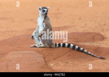 Afrika, Madagaskar, Amboasary, Berenty finden. Porträt einer Ring-tailed Lemur (Lemur catta) sitzen auf dem rötlichen Sand in Berenty gefunden. Stockfoto