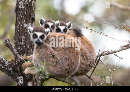 Afrika, Madagaskar, Amboasary, Berenty finden. Drei Lemuren huddle zusammen warm Am frühen Morgen kühl zu halten. Stockfoto