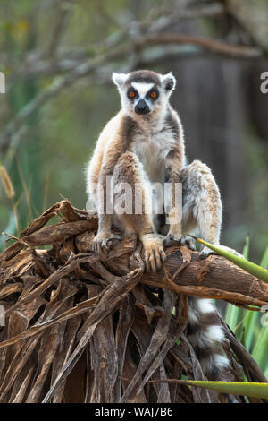 Afrika, Madagaskar, Amboasary, Berenty finden. Porträt einer Ring-tailed Lemur (Lemur catta) sitzen auf einem alten Agave. Stockfoto