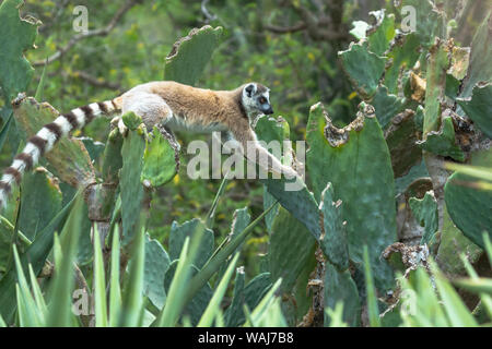 Afrika, Madagaskar, Amboasary, Berenty finden. Ein Ring-tailed Lemur (Lemur catta) Klettern unter einer Feigenkakteen für einen Snack. Stockfoto