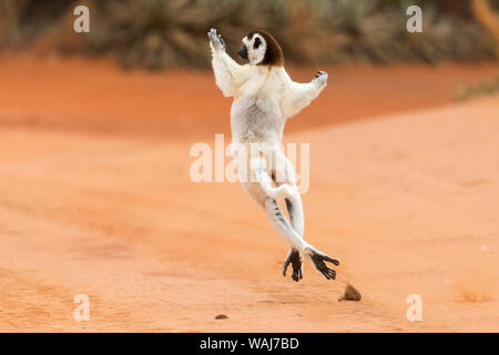 Afrika, Madagaskar, Berenty finden. Ein verreaux Sifaka (Propithecus verreauxi) Tanzen von Ort zu Ort, wo es keine Bäume. Stockfoto