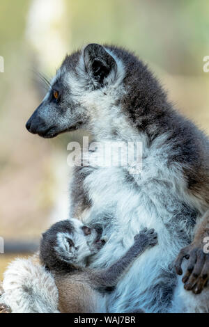 Afrika, Madagaskar, Amboasary, Berenty finden. Ein Ring-tailed Lemur (Lemur catta) Mutter stillen Ihr Baby. Stockfoto