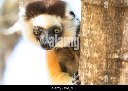 Afrika, Madagaskar, Berenty finden. Ein verreaux Sifaka (Propithecus verreauxi) neugierig von einem Baum. Stockfoto