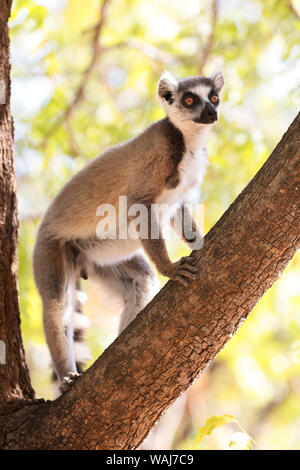 Afrika, Madagaskar, Amboasary, Berenty finden. Porträt einer Ring-tailed Lemur (Lemur catta) in einen Baum. Stockfoto