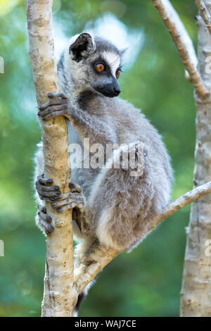 Afrika, Madagaskar, Amboasary, Berenty finden. Porträt einer Ring-tailed Lemur (Lemur catta) in einen Baum. Stockfoto