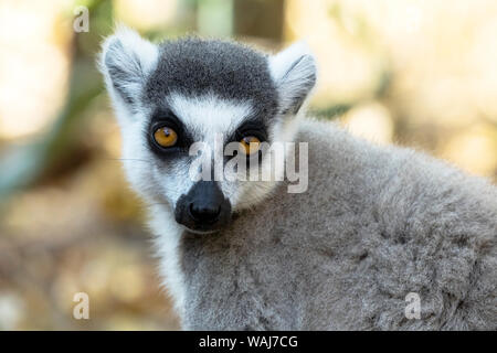 Afrika, Madagaskar, Amboasary, Berenty finden. Porträt einer Ring-tailed Lemur. Stockfoto