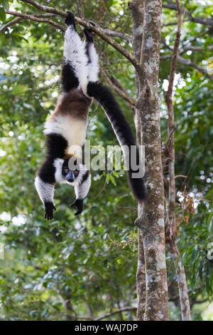 Afrika, Madagaskar, Akanin'ny Nofy finden. Schwarz-weiß-Vari (Varecia variegata) kopfüber von einem Ast zu hängen. Stockfoto