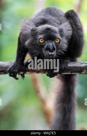 Afrika, Madagaskar, Akanin'ny Nofy finden. Männliche schwarze Lemur (Eulemur macaco) auf einem Ast. Stockfoto