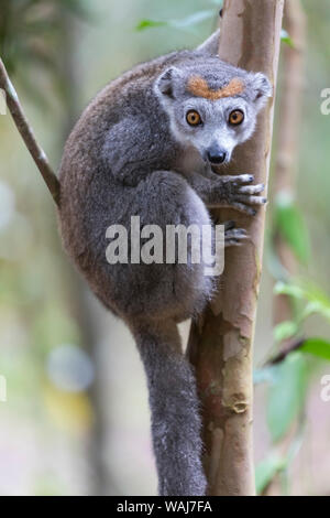 Afrika, Madagaskar, Akanin'ny Nofy finden. Weibliche gekrönt (Eulemur lemur Coronatus) auf einem Baumstamm festhalten. Stockfoto