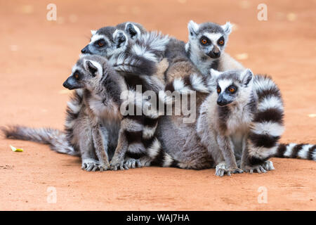 Afrika, Madagaskar, Amboasary, Berenty finden. Gruppe der Kattas zusammen Scharen für Wärme in den frühen Morgenstunden Chill. Stockfoto