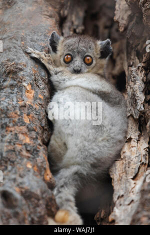 Afrika, Madagaskar, Berenty finden. Weiß-footed Sportliche lemur verstecken sich in den Ästen eines Baumes warten auf den Sonnenuntergang. Stockfoto