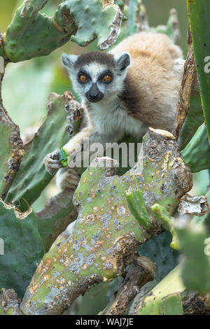 Afrika, Madagaskar, Amboasary, Berenty finden. Ring-tailed lemur Klettern unter einer Feigenkakteen für einen Snack. Stockfoto