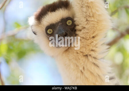 Afrika, Madagaskar, Berenty finden. Porträt eines Verreaux sifaka. Stockfoto