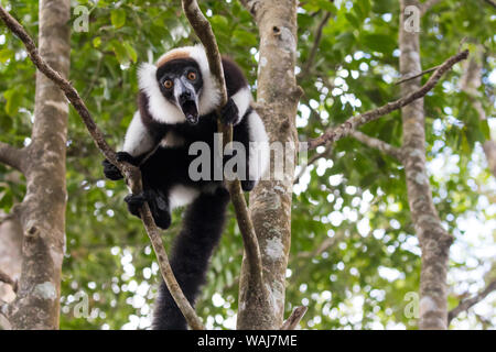 Afrika, Madagaskar, Akanin'ny Nofy finden. Schwarz-weiße Vari vokalisierung von einem Baum. Stockfoto