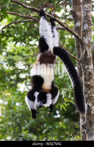 Afrika, Madagaskar, Akanin'ny Nofy finden. Schwarz-weiße Vari kopfüber von einem Ast zu hängen. Stockfoto