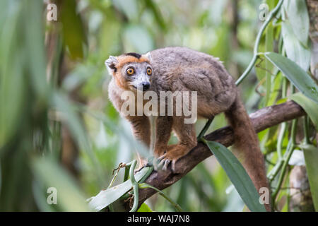 Afrika, Madagaskar, Akanin'ny Nofy finden. Männliche gekrönt Lemur zu einem Baumstamm festhalten. Stockfoto