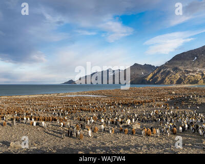 Königspinguin (Aptenodytes patagonicus) auf der Insel Südgeorgien, rookery in St. Andrews Bay. Stockfoto