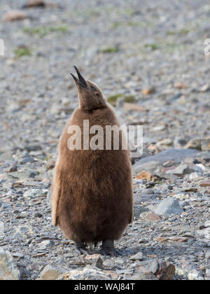 Königspinguin (Aptenodytes patagonicus) auf der Insel Südgeorgien, rookery in Fortuna Bay. Küken in typischen braunen Gefieder. Stockfoto