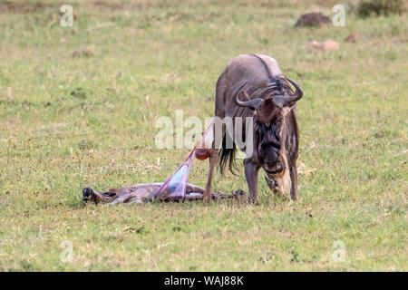 Afrika, Tansania, Ngorongoro Krater. Gnus (connochaetes Taurinus) Mutter und Kalb zwei Minuten nach der Geburt Stockfoto