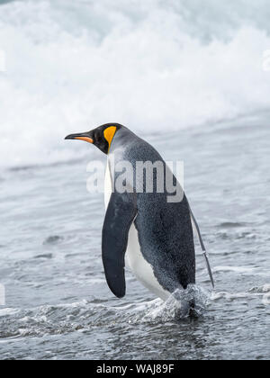 Königspinguin (Aptenodytes patagonicus) auf der Insel South Georgia, The Rookery auf Salisbury Plain, in der Bucht von Inseln. Erwachsene in das Meer. Stockfoto