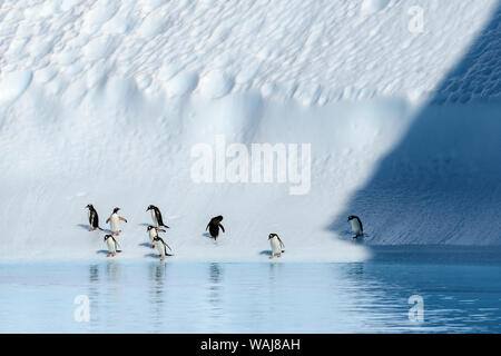 Antarktis, Antarktische Halbinsel, Danco Island. Gentoo Penguins auf eisbergs. Stockfoto