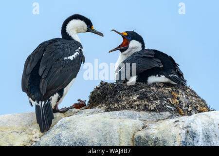 Antarktis, Antarktische Halbinsel, jougla Point. Blue-eyed krähenscharben Verschachtelung. Stockfoto