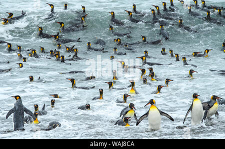 South Georgia Island, König, Pinguine surfen und Badewanne im Wasser. Stockfoto