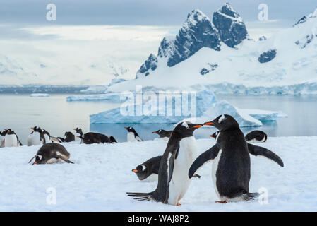 Antarktis, Antarktische Halbinsel, Danco Island. Gentoo Pinguin Umwerbung. Stockfoto