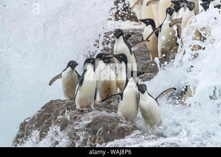 Antarktis, Antarktische Halbinsel, Kinnes Cove. Adelie Pinguine in Richtung Meer. Stockfoto