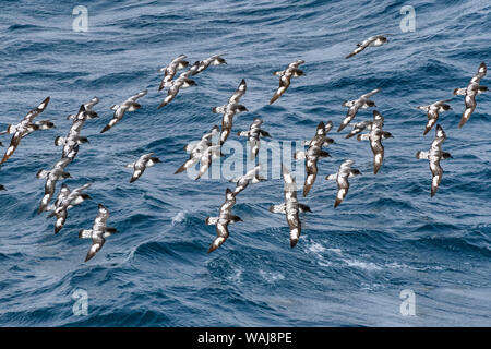 Antarktis, Antarktische Halbinsel, Kap Sturmvögel gemeinsam Fliegen. Stockfoto