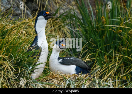 South Georgia Island, Cooper Bay. Blue-eyed krähenscharben am Nest. Stockfoto