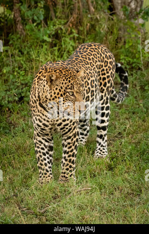 Männliche Leopard steht durch Baum Rechts suchen Stockfoto